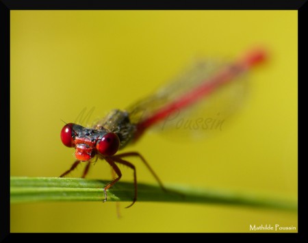 Nymphe au corps de feu - Pyrrhosoma nymphula